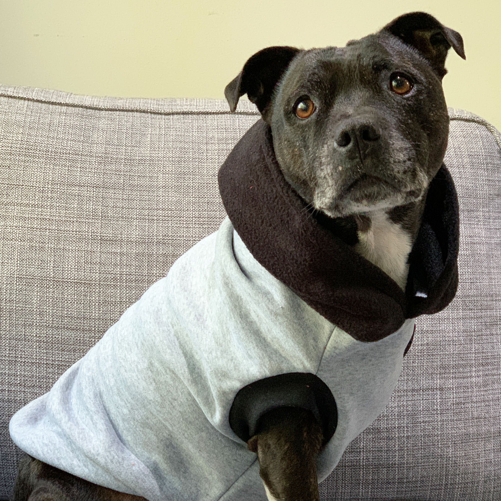 Staffordshire bull shop terrier hoodies